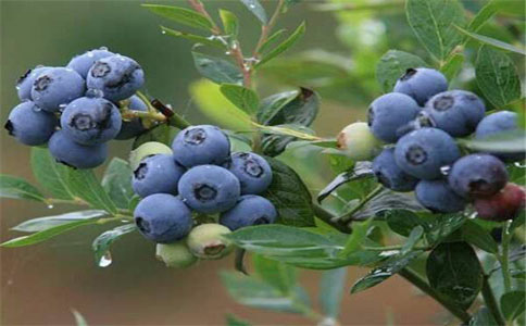 蓝莓的种植方法和注意事项有哪些？合栽培蓝莓的土壤