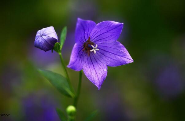 桔梗花是什么花？桔梗花的花语是什么？