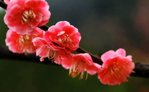 腊梅花要怎么种植比较好呢？掌握习性不宜多浇水