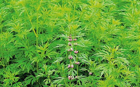 益母草要怎么分辨？益母草为常用中药