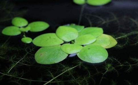 圆心萍要怎么种植比较好？