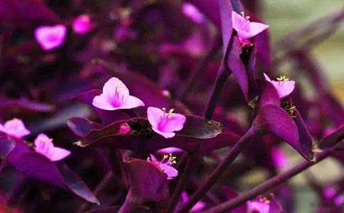 紫竹梅要怎么种植比较好？需要肥沃、透气，透气的土壤