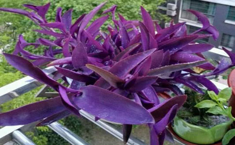 紫竹梅要怎么种植好？选择肥沃、透气、排水良好