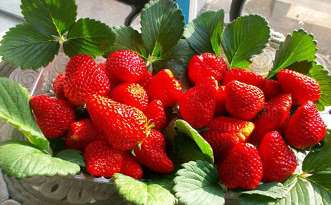 盆栽草莓的养殖方法和生长习性？