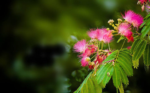 夏季种植花卉技巧?夏季傍晚施肥效果更好哦