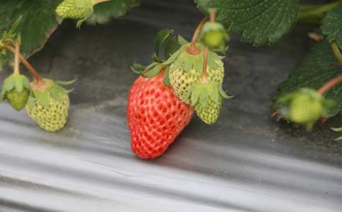 影响草莓的品质都有哪些？注意酸性水溶肥