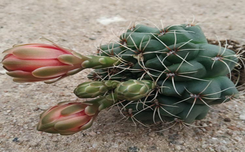 绯花玉仙人球要怎么种植比较好