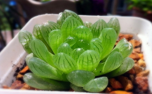 玉露开花后怎么办？