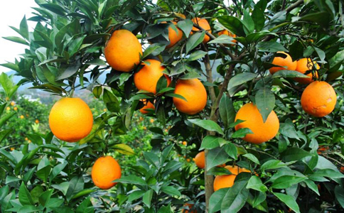 橙子的功效和作用？橙子皮泡水喝好吗？