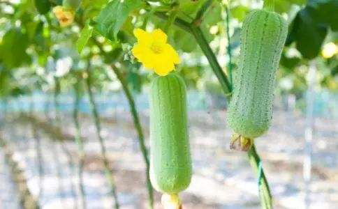 丝瓜的种植方法和注意事项有哪些