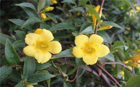 法国香水花要怎么种植好？属木质常绿藤本观赏植物