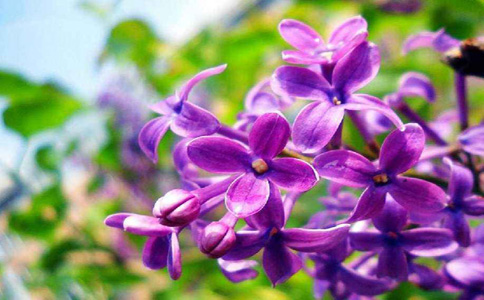 种植紫丁香的方法和注意事项？