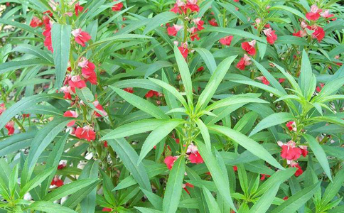 非洲凤仙花的种植方法和注意事项？繁花满株，色彩绚丽