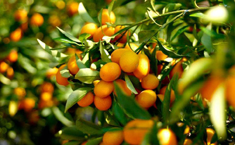 盆栽金橘需要注意的事项有哪些？金橘一般三年左右换一次盆