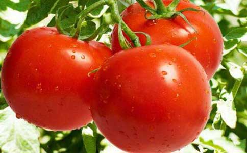 西红柿的种植技术和方法？