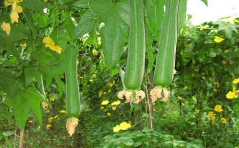 丝瓜的种植方法和栽培技术？