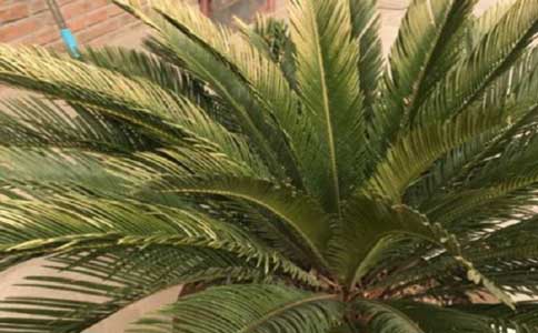 铁树种植方法和注意事项？观赏价值高的常绿植物
