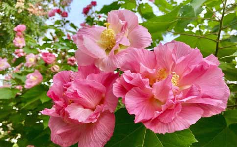 木芙蓉如何种植呢