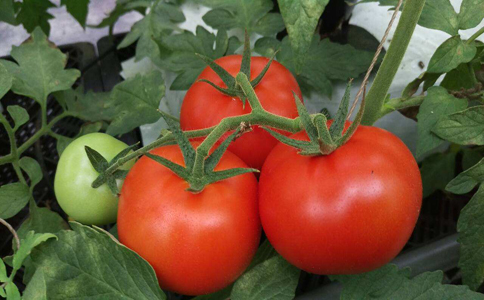 番茄栽培技术和方法？