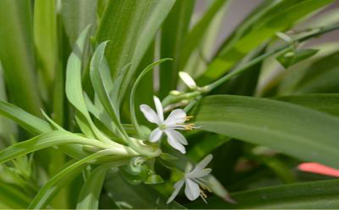 夏天可以种什么植物？学会这几招轻松掌握植物种植