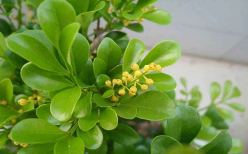 夏天可以种什么植物？学会这几招轻松掌握植物种植