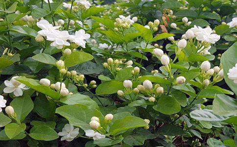 夏天可以种什么植物？学会这几招轻松掌握植物种植