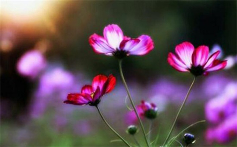 依米花什么季节开花？