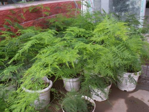 花卉观叶植物？这几种植物大家都知道了吗