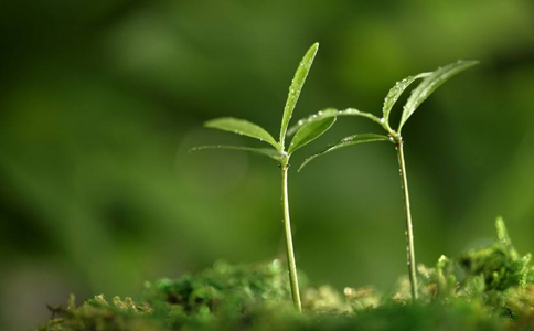 春天适合哪些植物生长