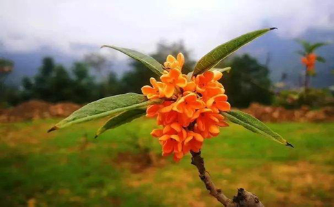 桂花蜜的做法？桂花表面的水分晾干