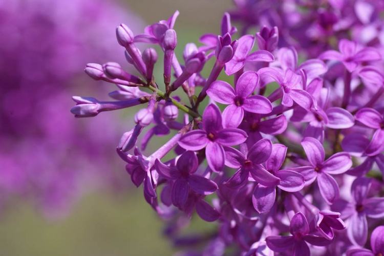 丁香花的特点