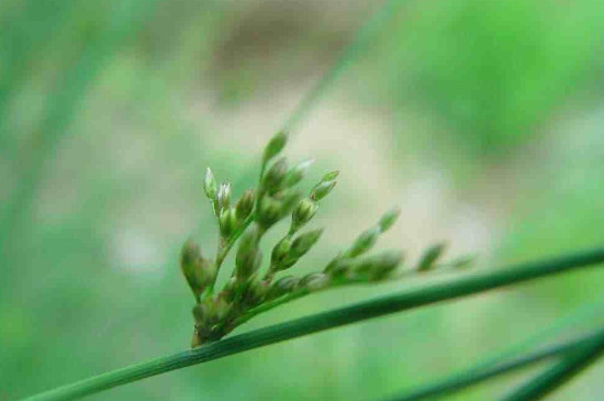  灯芯草是什么植物