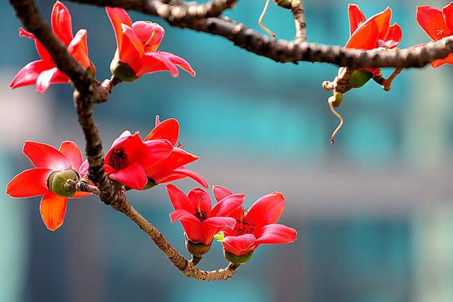 木棉花是什么