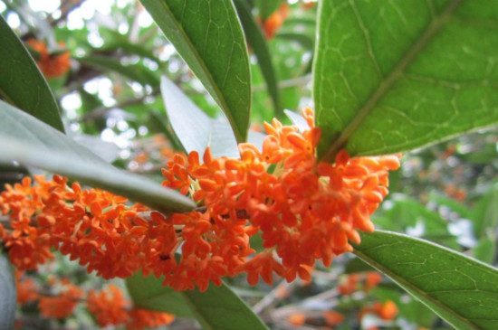 堰红桂花特点