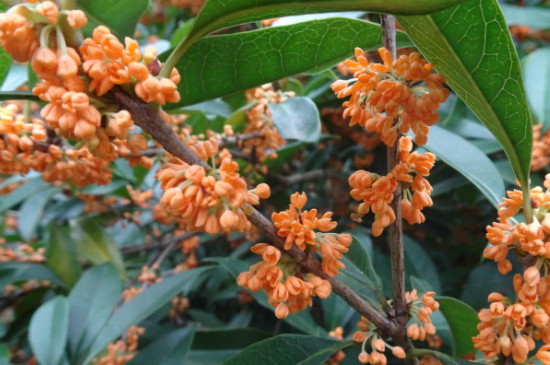 堰红桂花特点