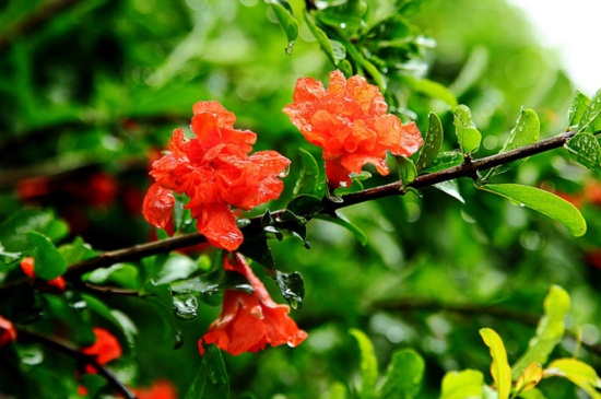 石榴花秋天怎么养，追施氮肥修剪整