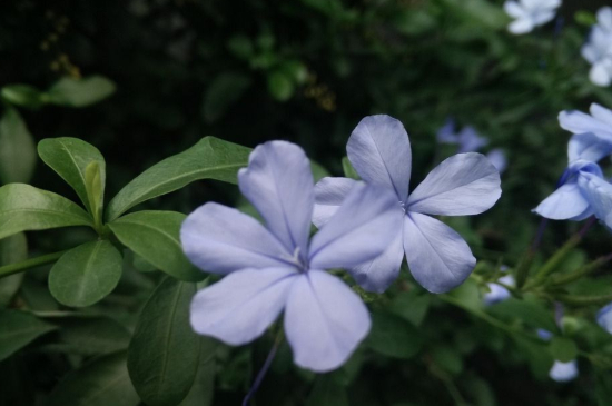 蓝雪花怎么养