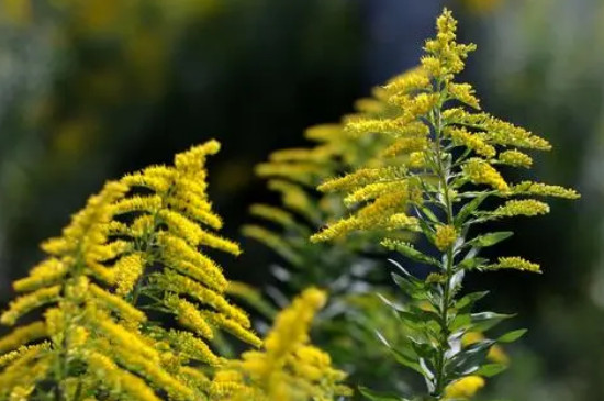 加拿大一枝黄花的花语是什么