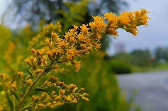 加拿大一枝黄花的花语是什么