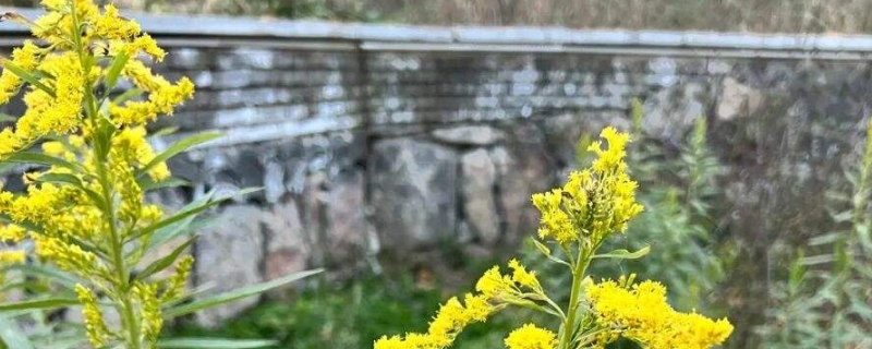 加拿大一枝黄花的花语是什么