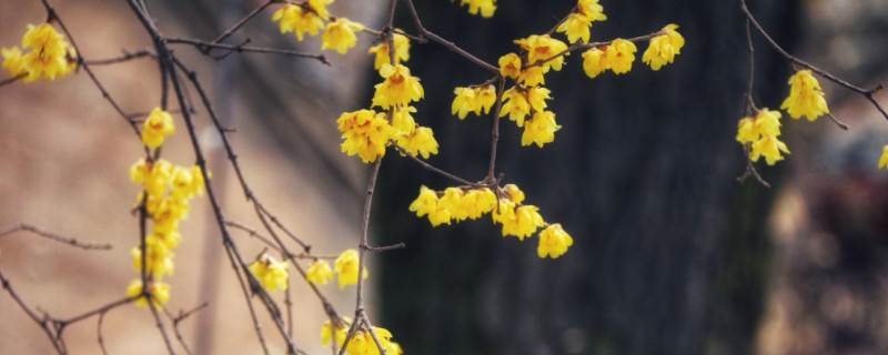 腊梅是花还是树