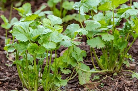 秋天种什么菜，10种生活营养蔬菜