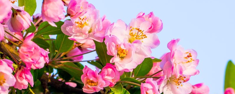 海棠花的花语和寓意