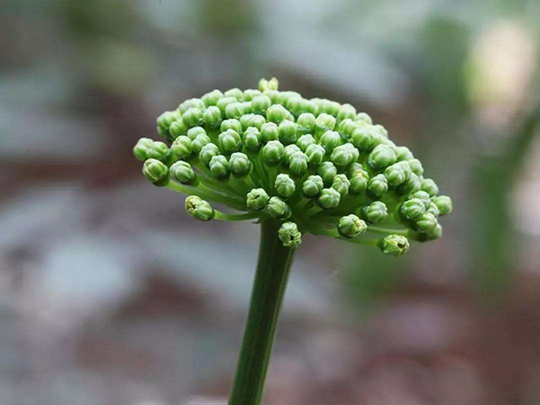 田七花百科