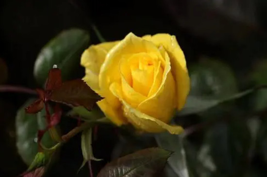 黄色玫瑰花什么寓意