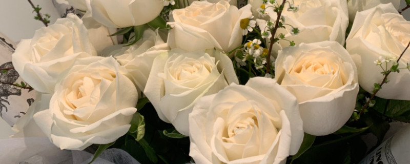 白色玫瑰花花语是什么