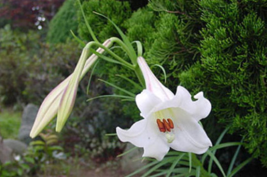 百合花太高了怎么剪