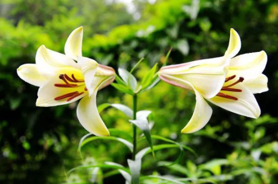 百合花水里放什么可以保持鲜活