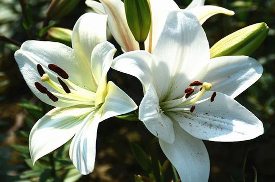 百合花是不是开一次花就死了