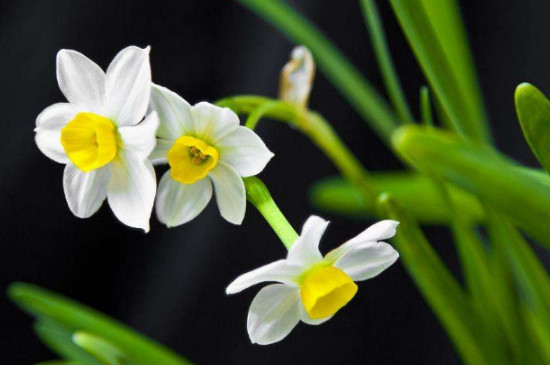 水仙花几点开放早晨还是晚上